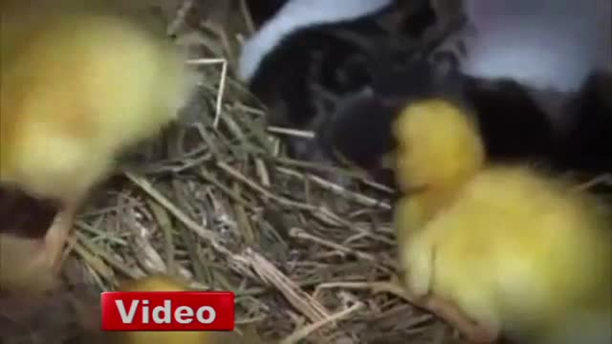 Ördekleri Yavrusu Sanan Kedi İzlenme Rekorları Kırıyor