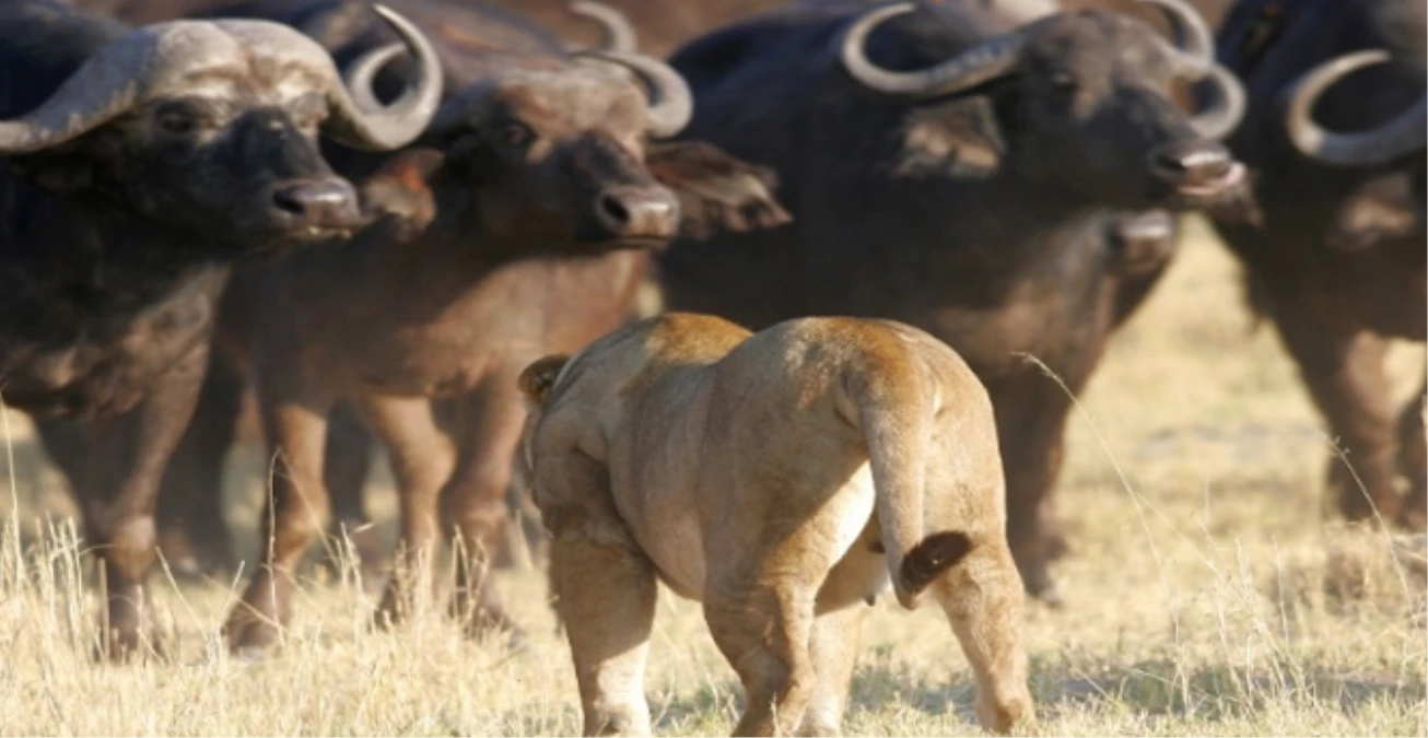 Yavru Buffaloyu Öldüren Aslanlara Sürü Saldırdı