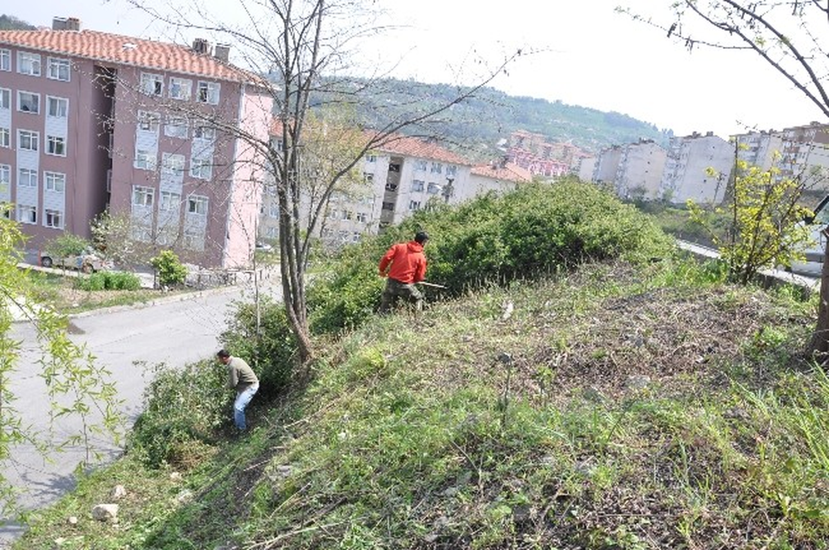 Alaplı Belediyesinden Yabani Bitki Temizliği