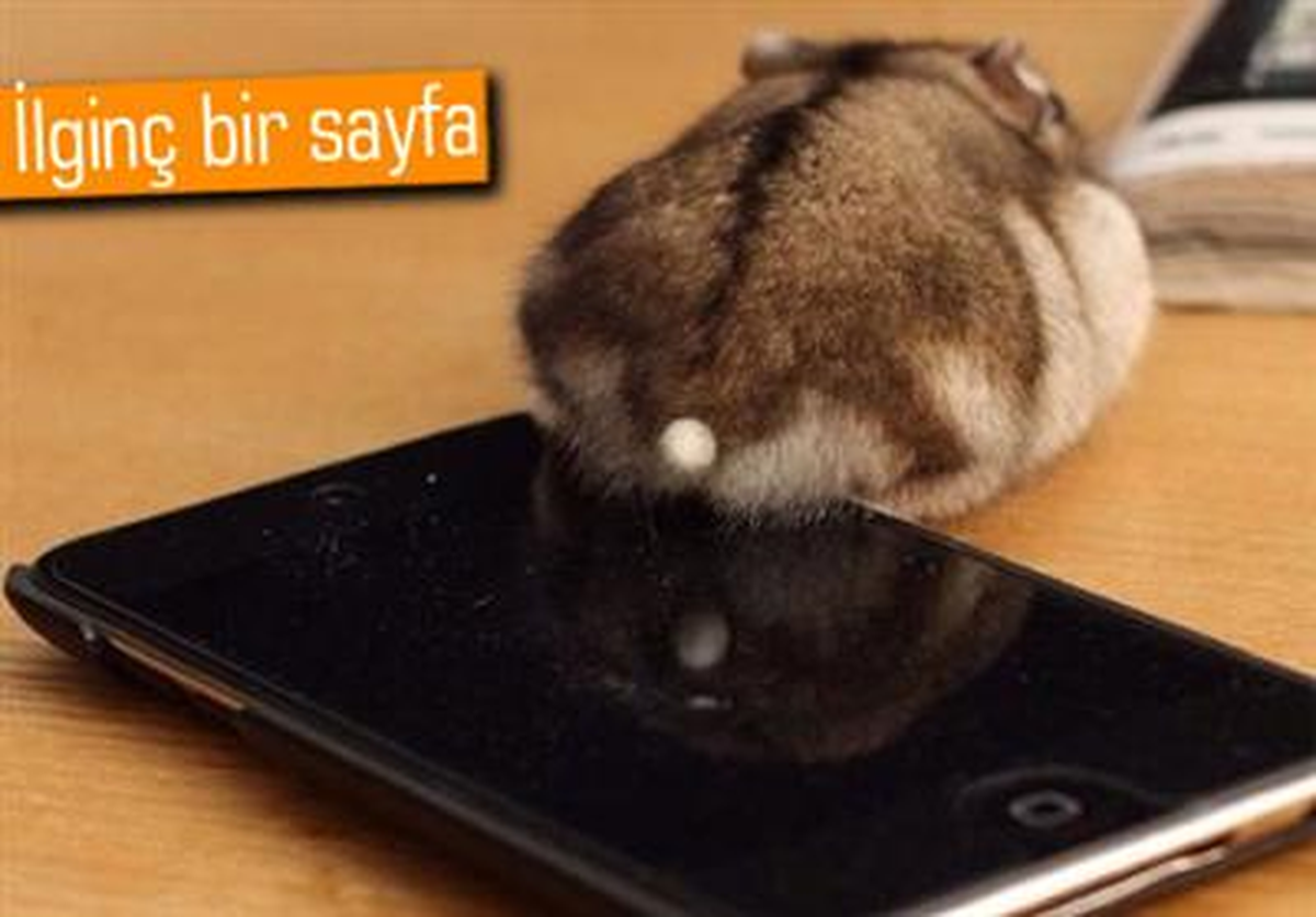 Bu Sayfanın Odak Noktası Hamster Popoları