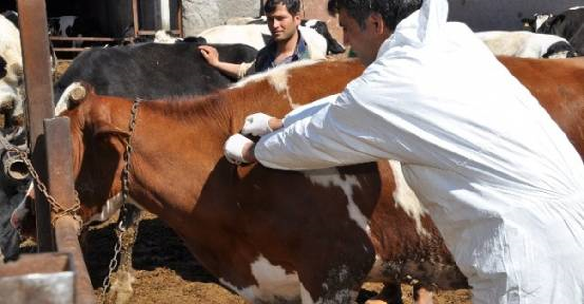 Büyükbaş Hayvanlar İçin Şap Zamanı Geldi