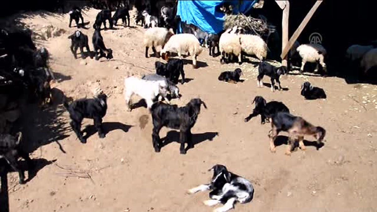 Dağ keçisini köpeklerin saldırısından kurtardı -