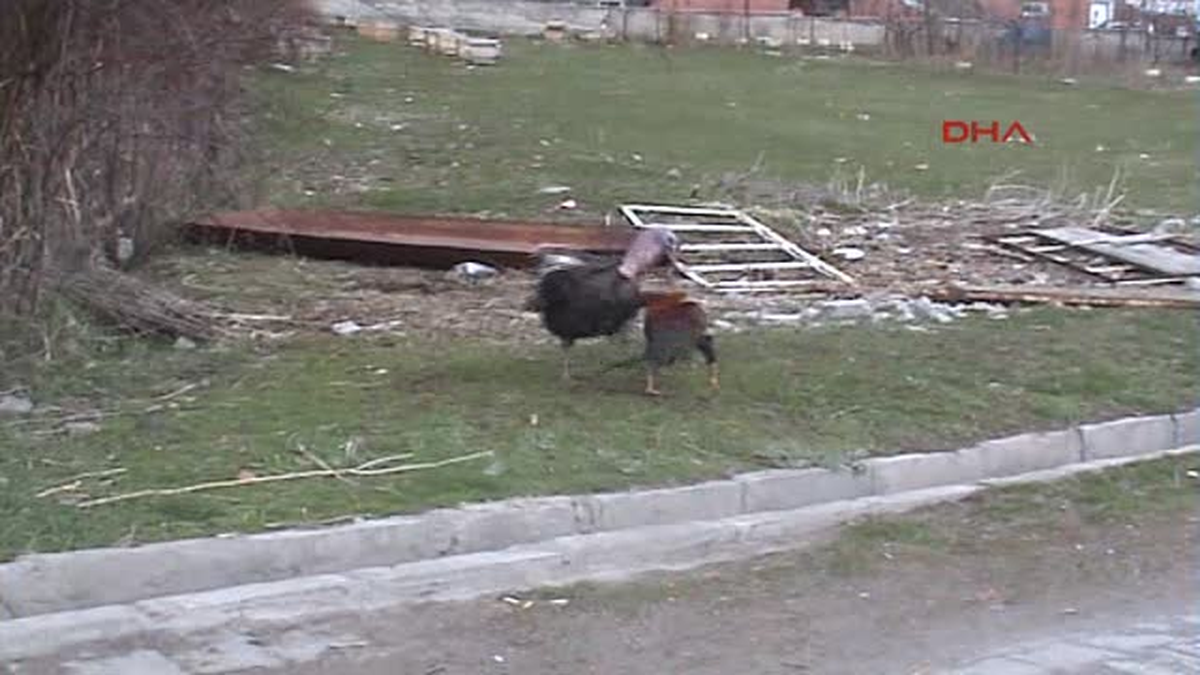 Horoz Dövüşü