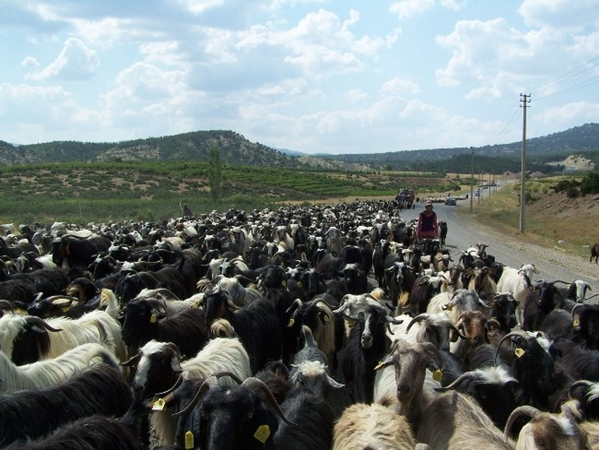 Korkuteli\'nde "Sürü Yönetimi Kursu" Başlıyor
