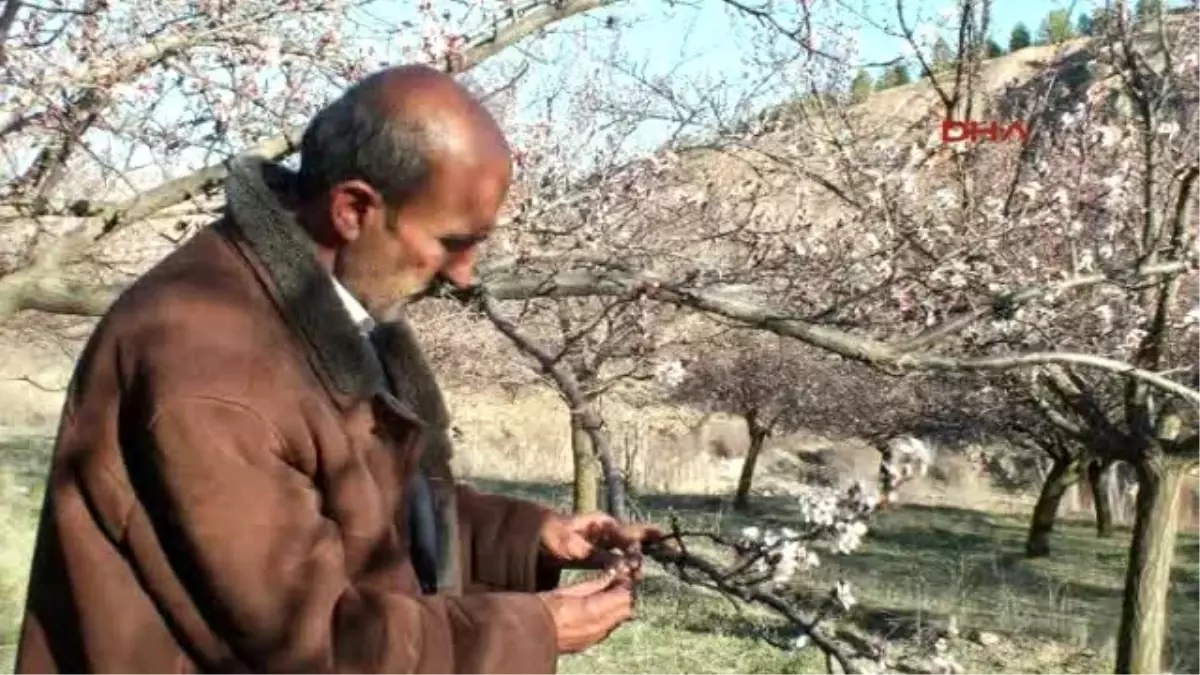 Elazığ\'da Kayısı Ağaçlarını Don Vurdu