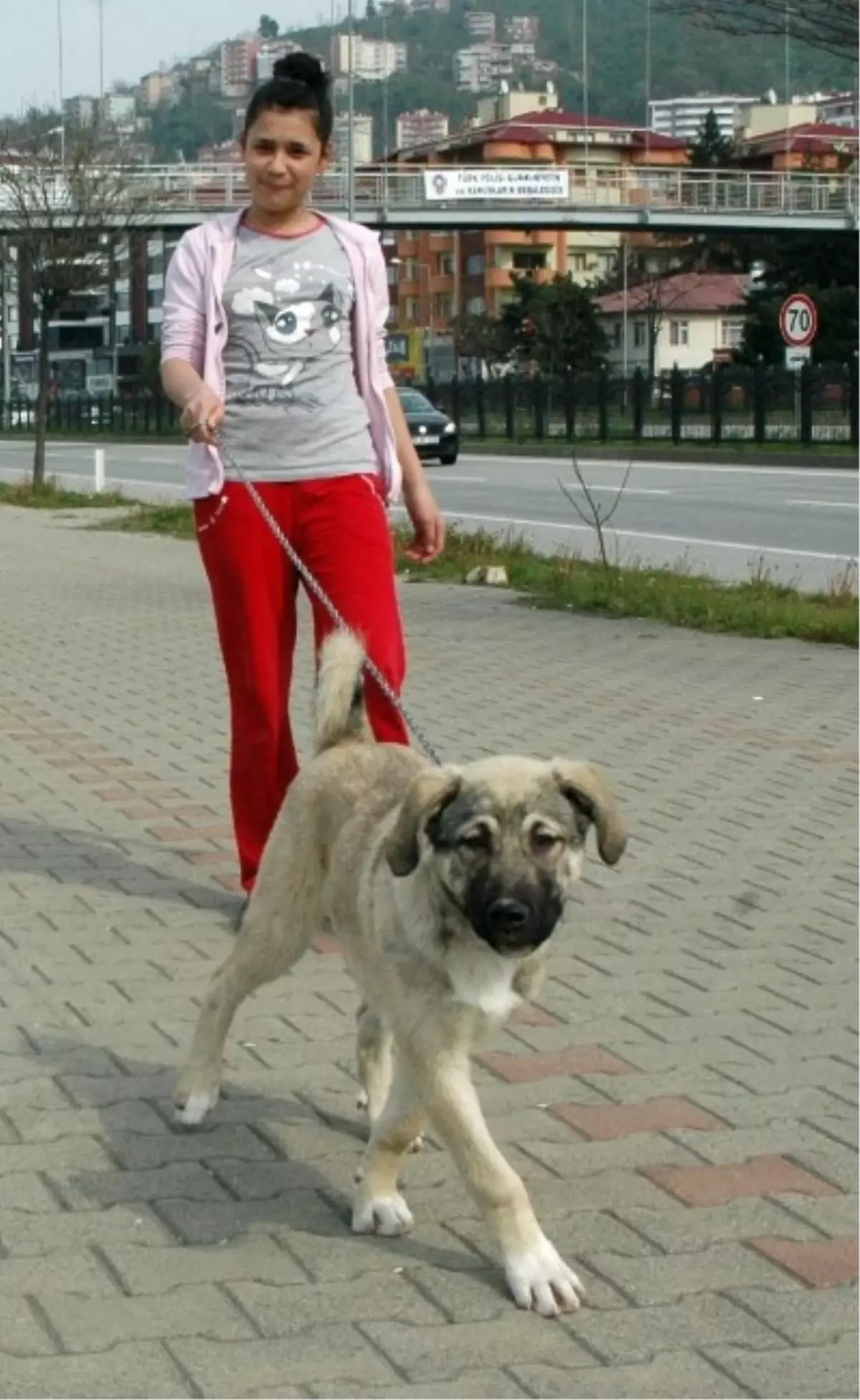 Bu Kızlar Süs Köpeği Yerine Kangal Gezdiriyor