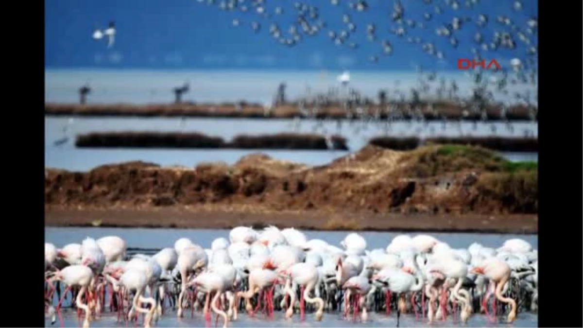 Flamingolar Bodrum\'dan Ayrılmadı