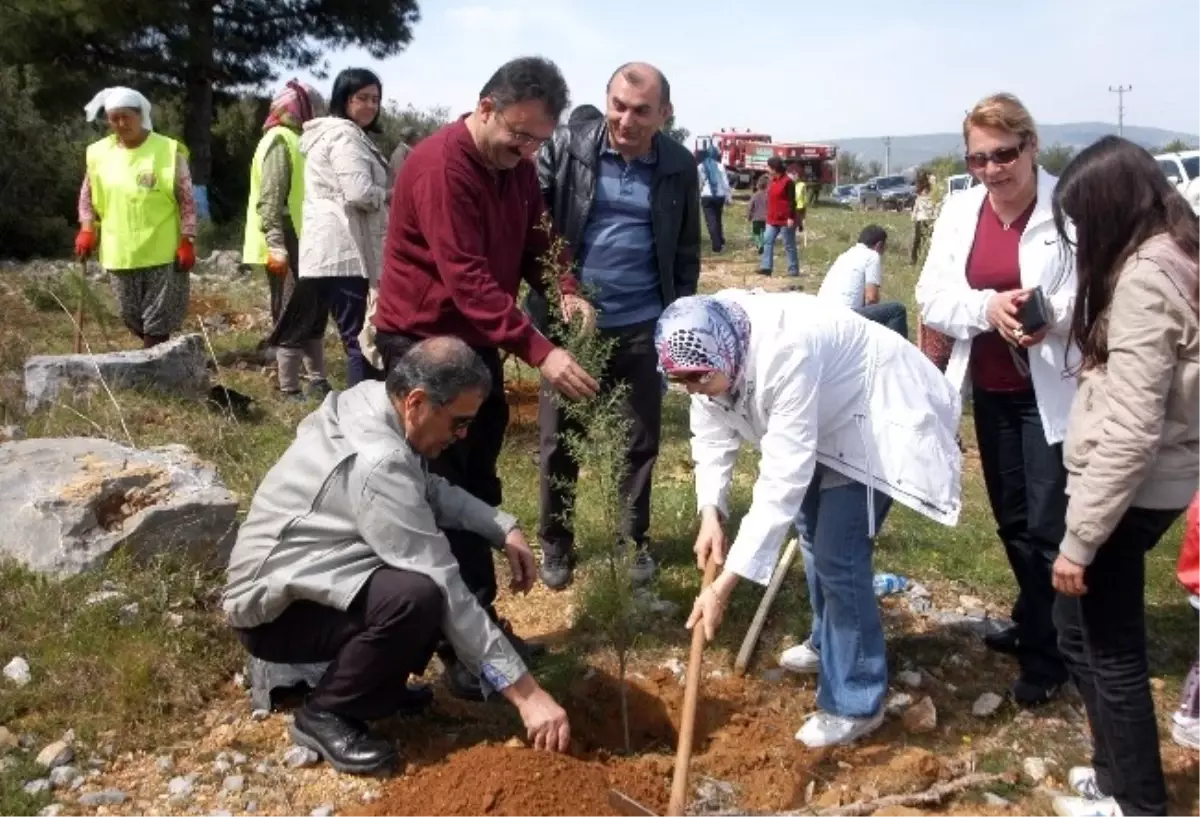 Maliyeciler Fidan Dikti