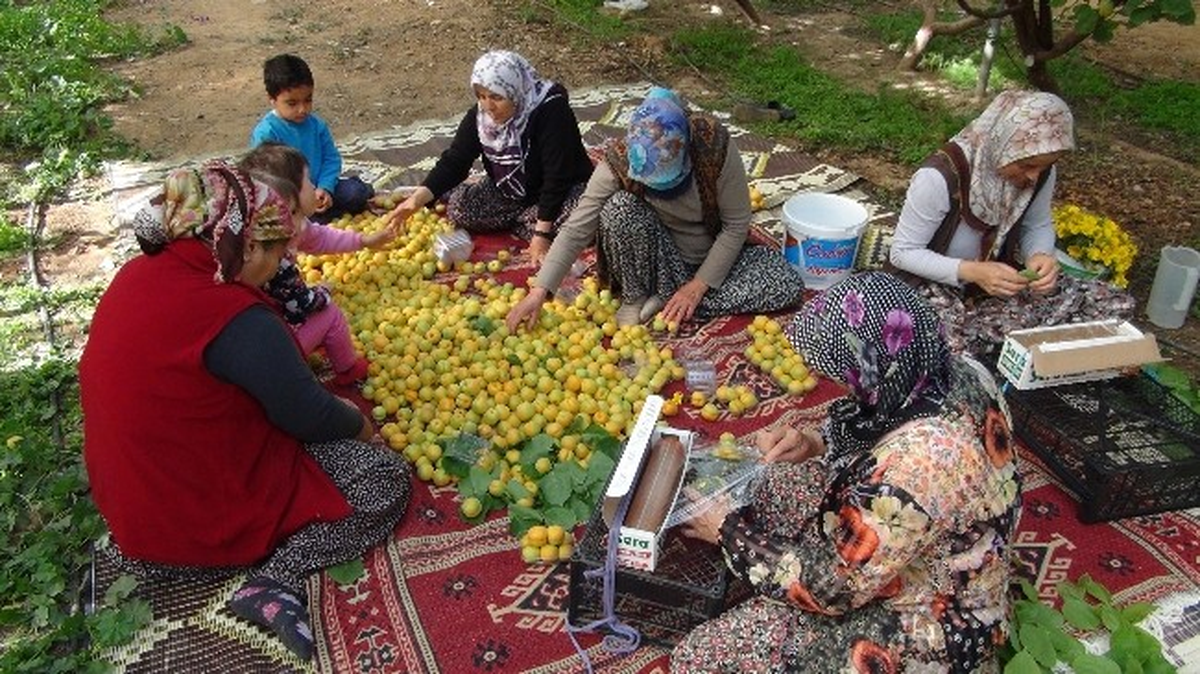 Yılın İlk Kayısı Hasadı Silifke\'de Yapıldı