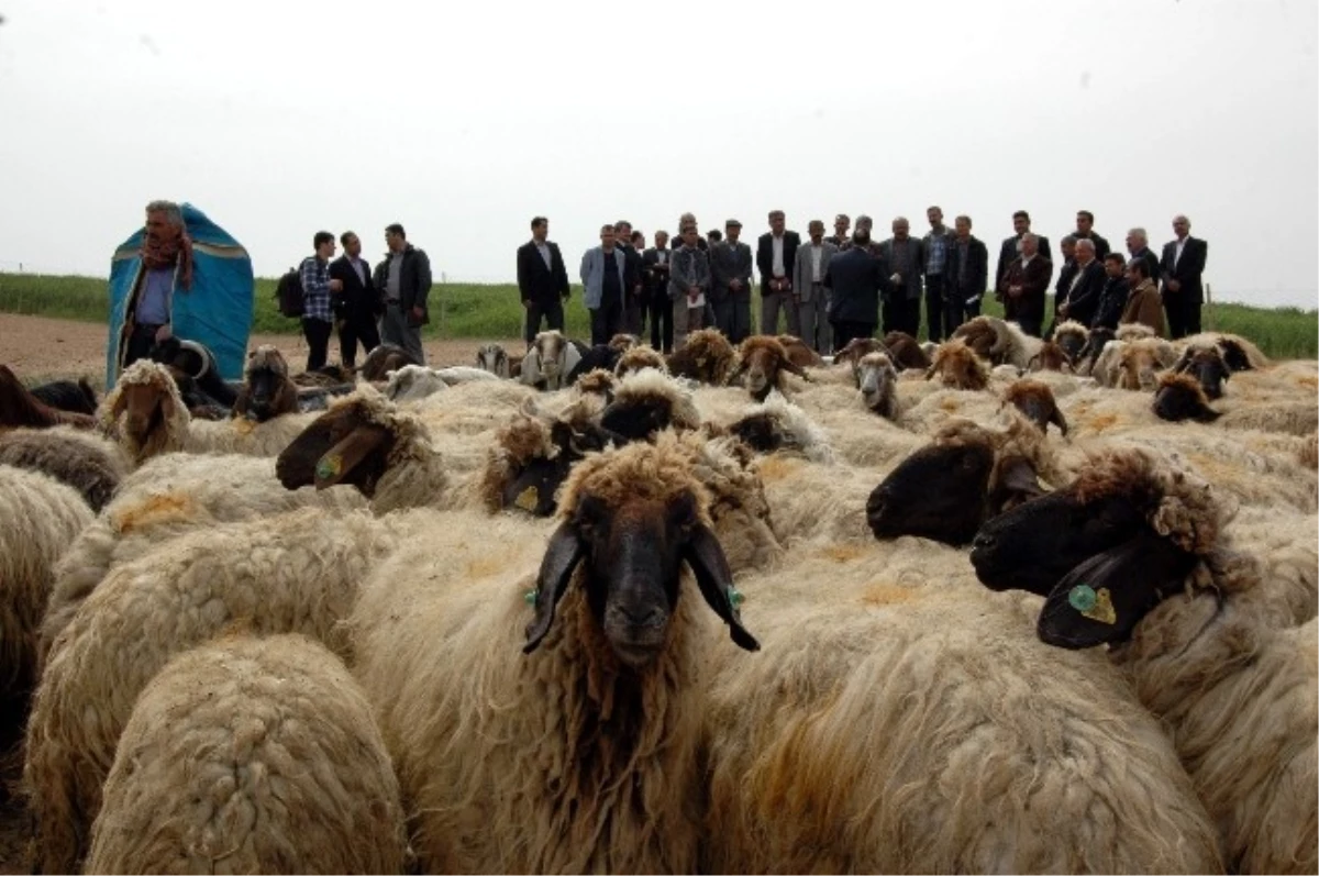 Adıyaman\'da Sertifikalı Çobanlar Görev Yapacak