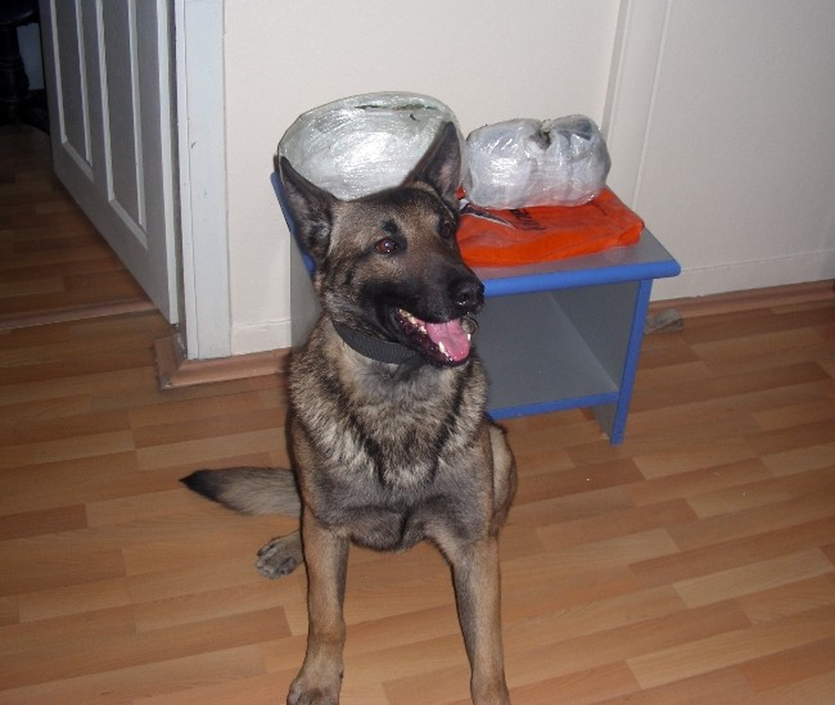 Dedektör Köpek \'Oli\', 5 Kilo Esrar Buldu