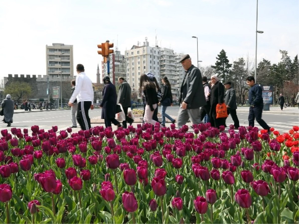 Menekşe-Lale, Kayseri Şahane