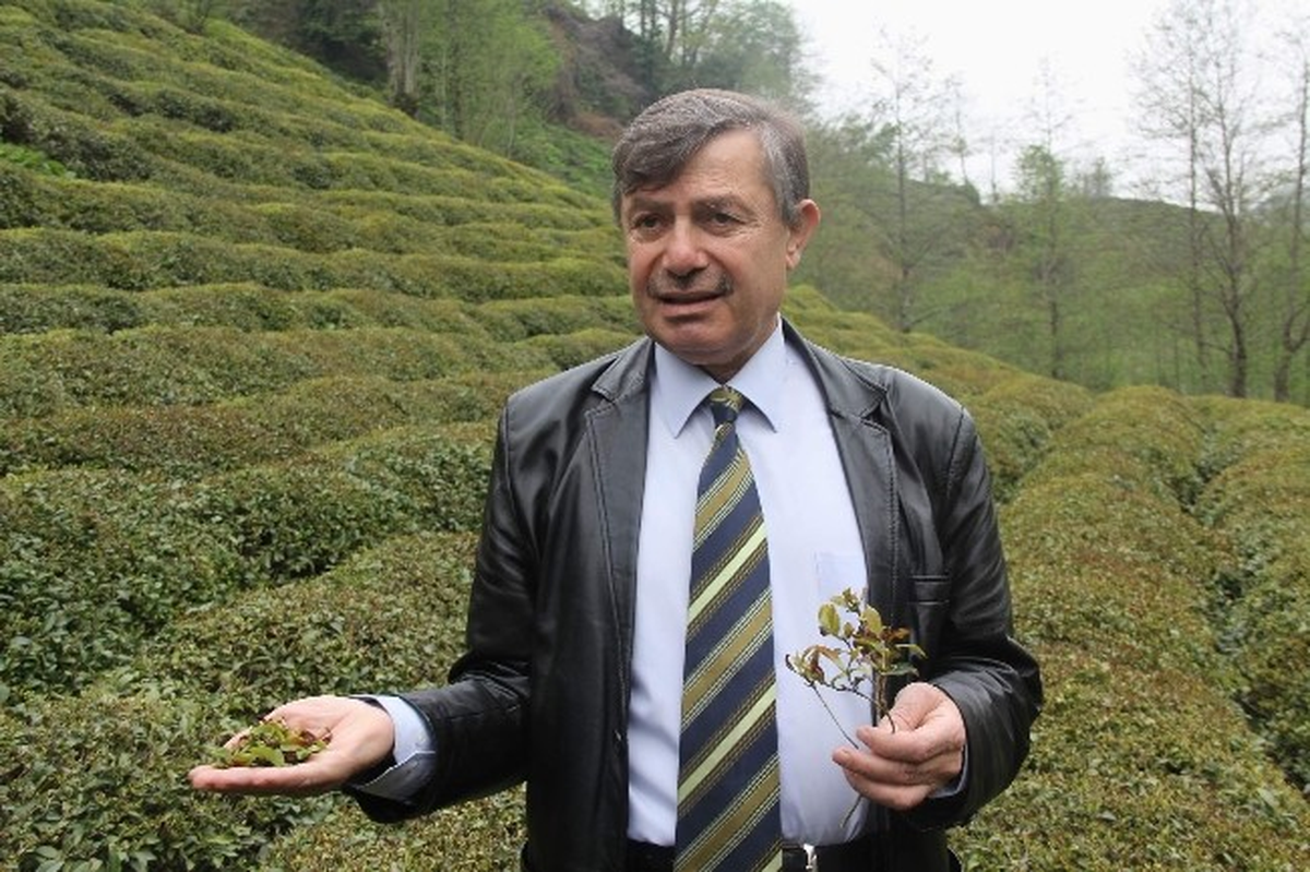 Rize\'de Mart Sonunda Yağan Kar Çay Tarımına Büyük Oranda Zarar Verdi