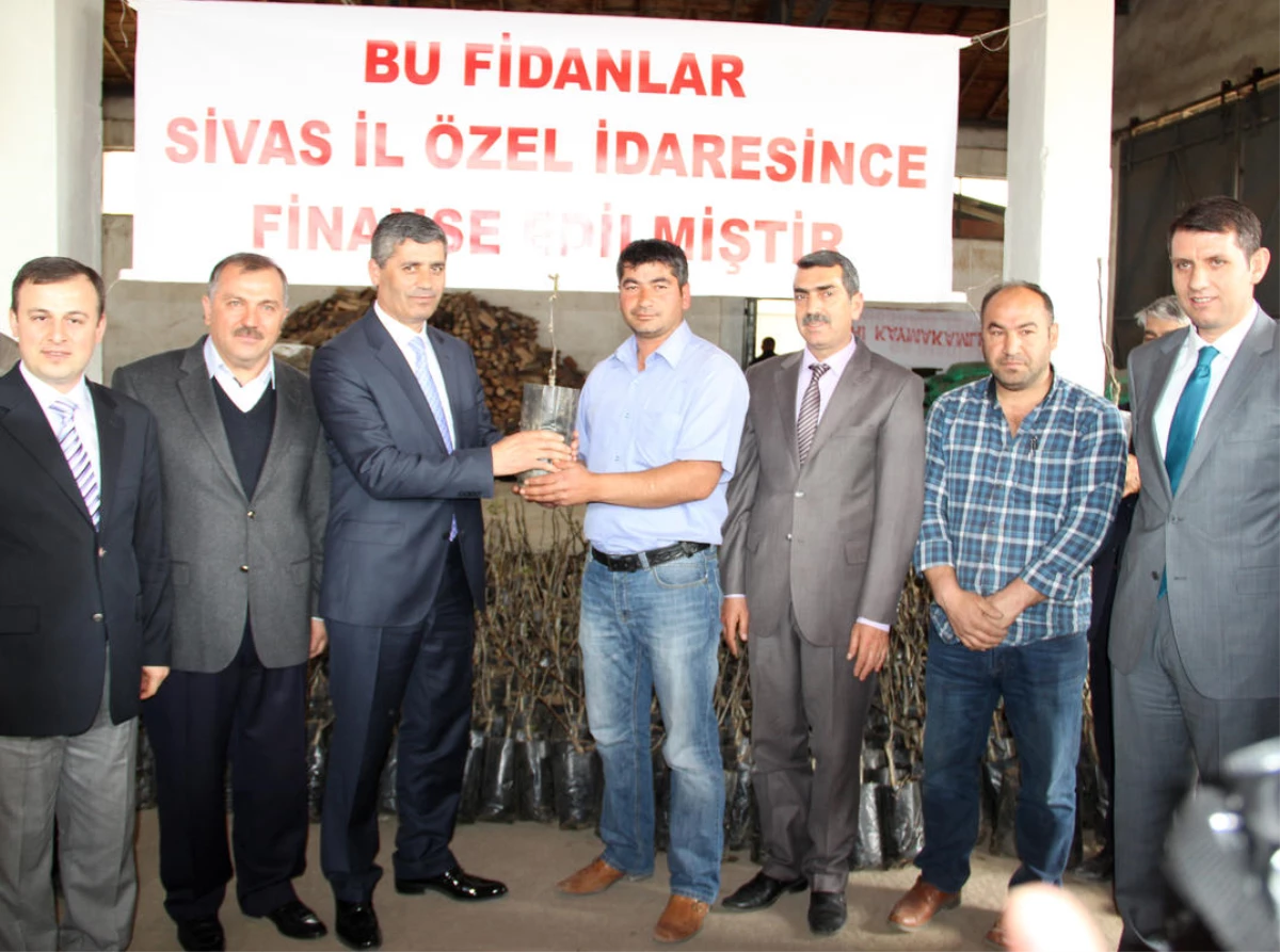 Suşehri\'de 850 Adet Ceviz Fidanı Dağıtıldı