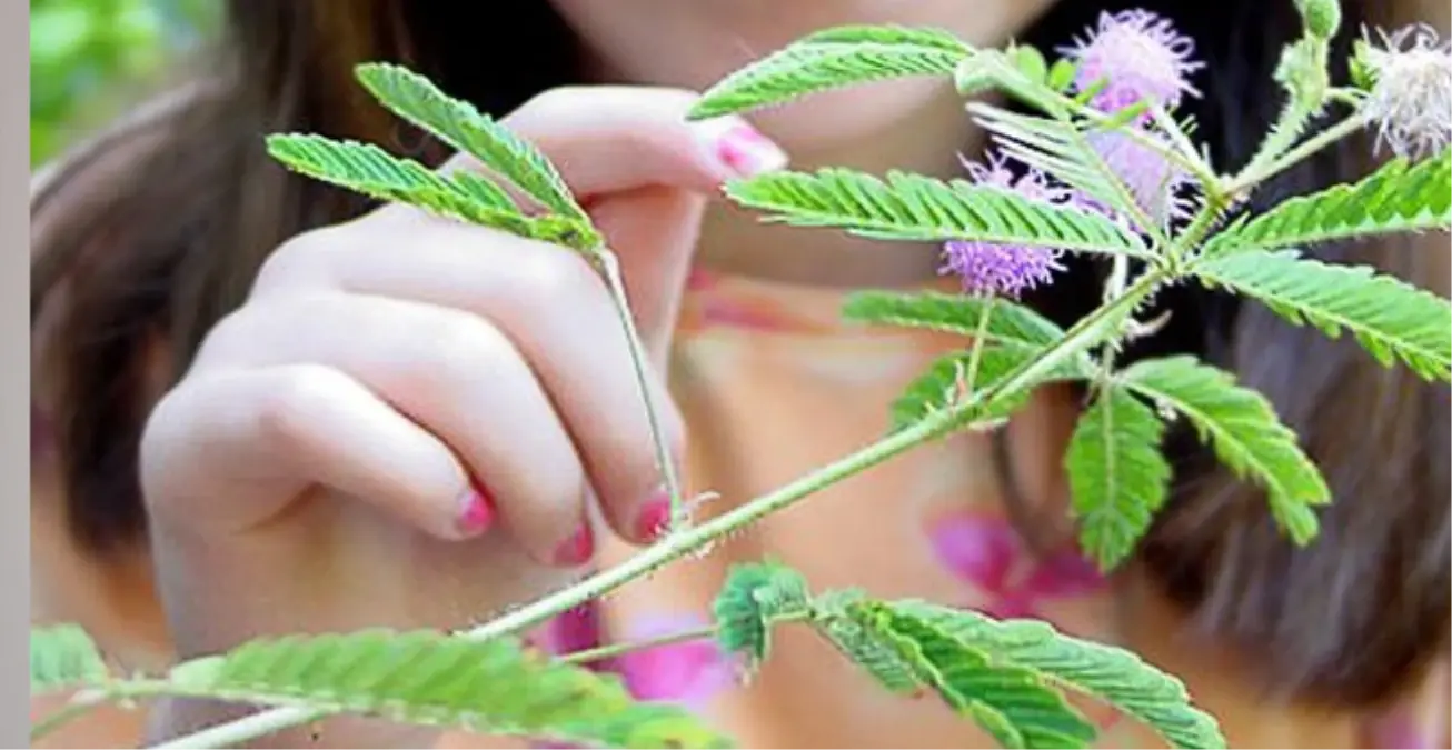 Utangaç Bitki: Mimosa Pudica