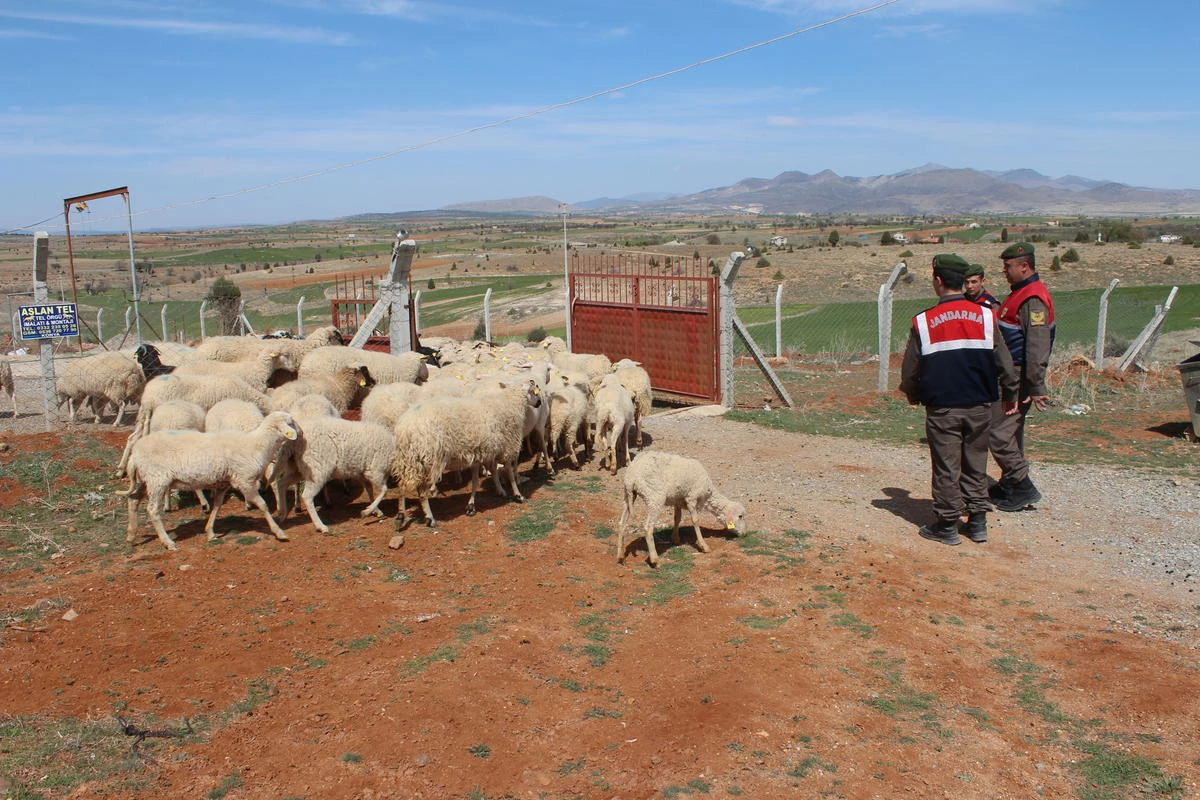 Kayıp Koyunları Jandarma Bulup Sahibine Teslim Etti