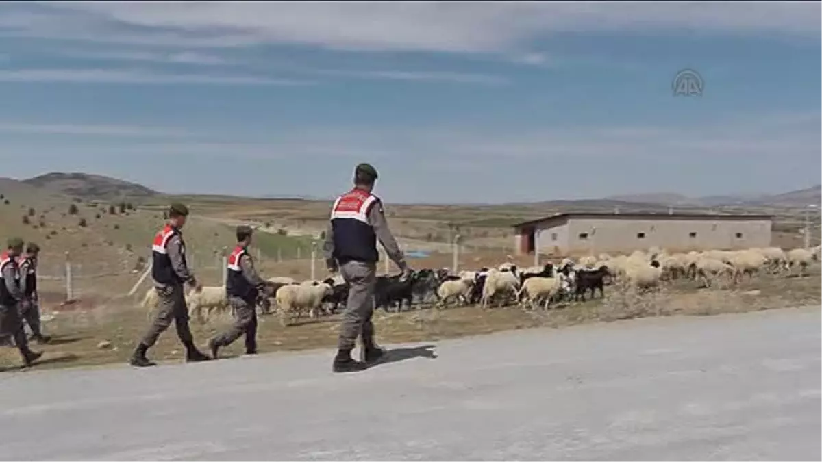 Beyşehir\'de Kaybolan Koyun Sürüsünü Jandarma Buldu