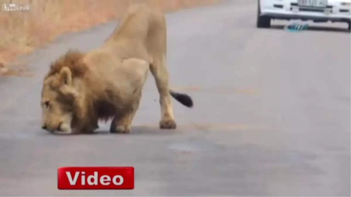 Kral İstediğini Yapar