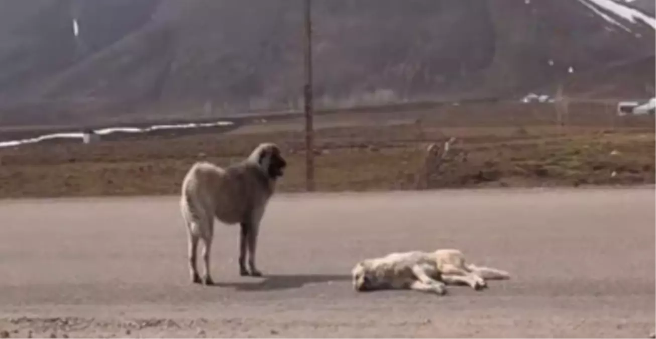 Ölen Köpeğin Başından Ayrılmadı