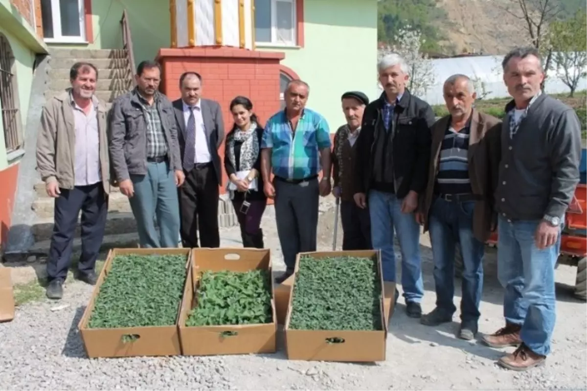 Serada Yetişen Yeni Çeşit Fideler Deneniyor