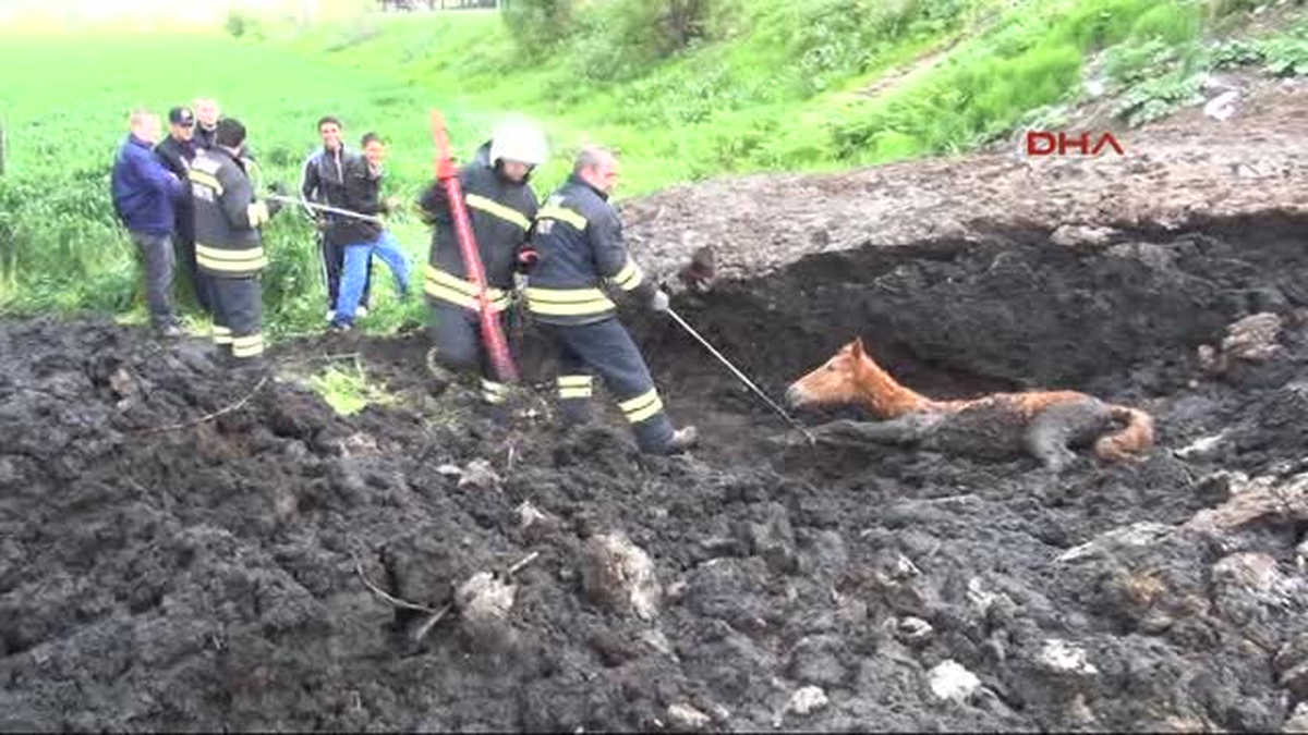 Edirne\'de Tezek Öbeğine Düşen Tayı İtfaiye Kurtardı