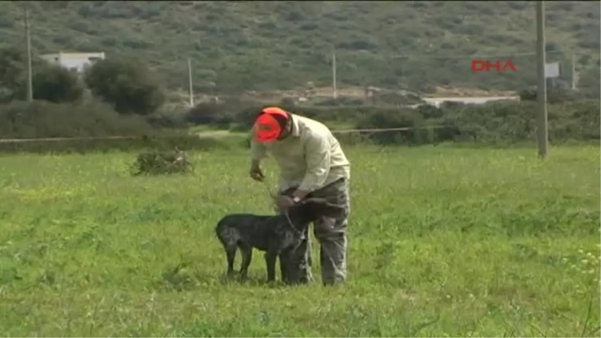 Bodrum\' da Av Köpekleri Yarıştı