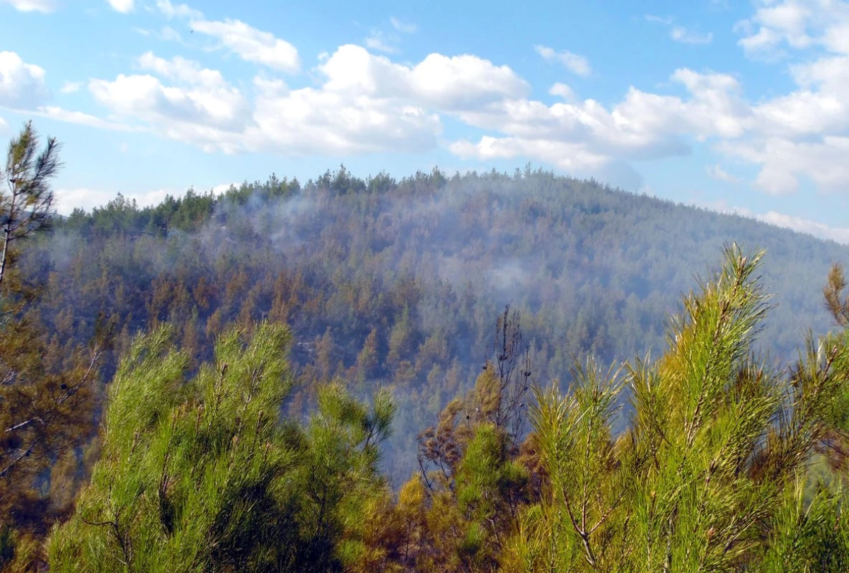 Manisa\'da Orman Yangını