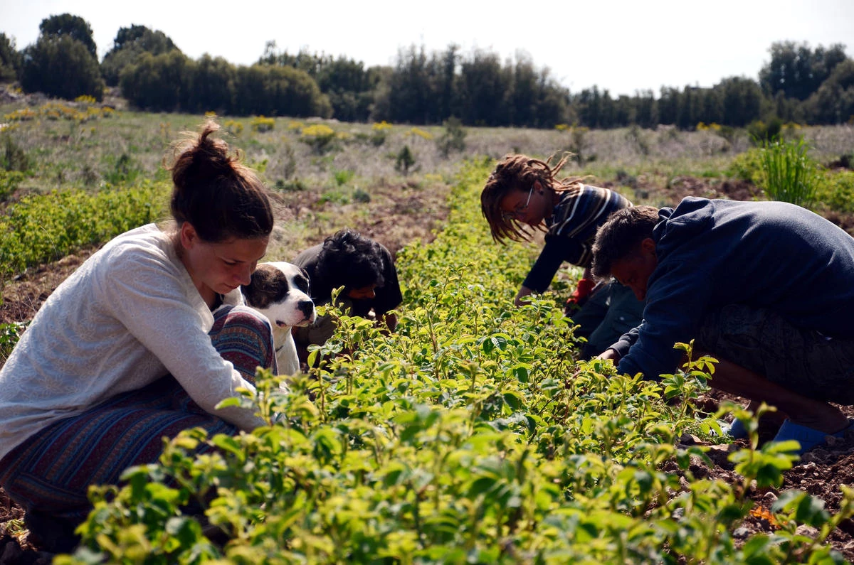 Yabancılar, Organik Tarımda Gönüllü Görev Almak İçin Geldi