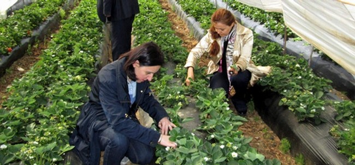 Aydın\'da Çilek Üreticileri İlaç Kalıntısı Konusunda Uyarıldı