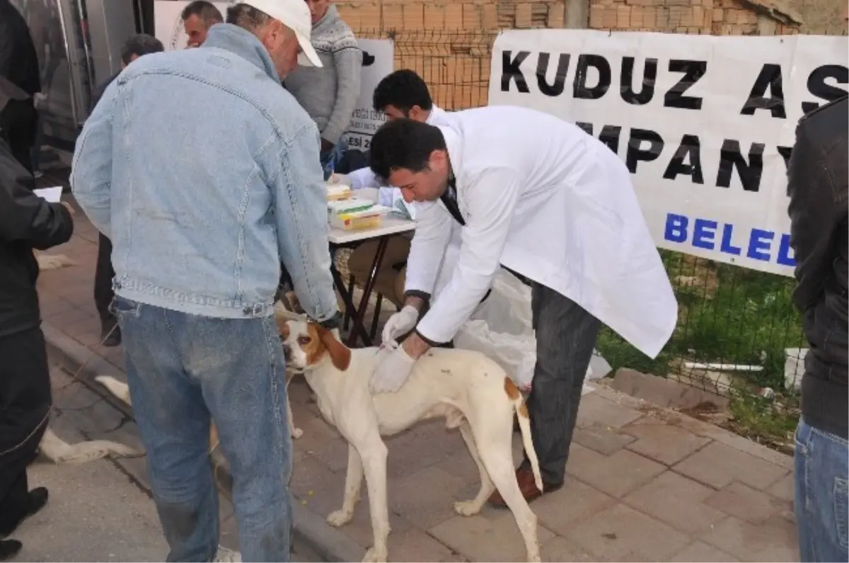 Belediyeden Köpeklere Ücretsiz Kuduz Aşısı