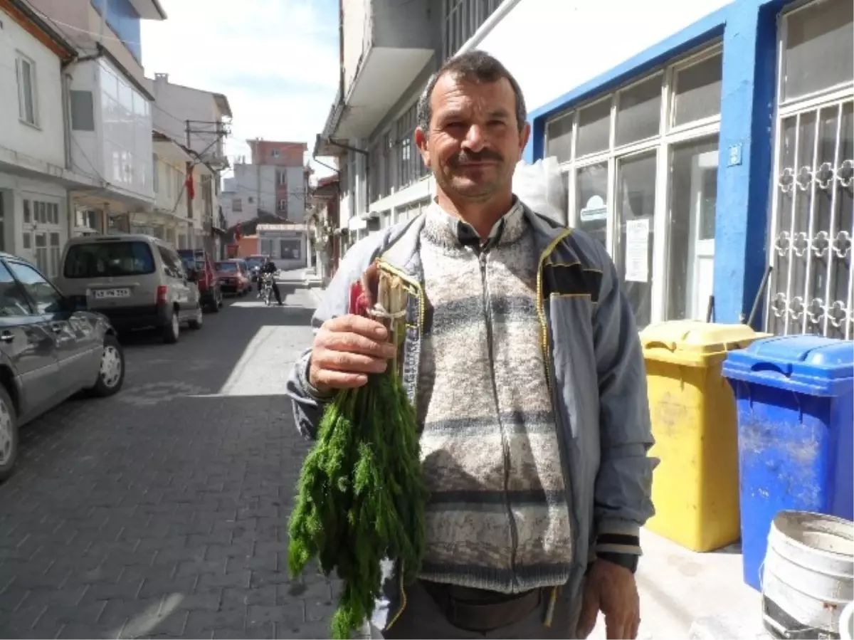 Demirci\'de Çarşır Otu Köylünün Geçim Kaynağı Oldu