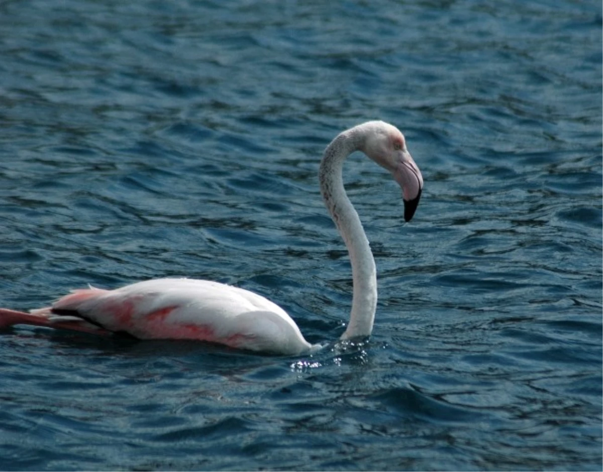 Marmaris\'te \'Flamingo\' Operasyonu