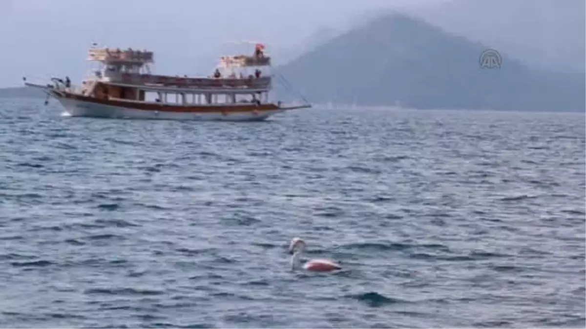 Marmaris\'te yaralı flamingo kurtarma operasyonu -