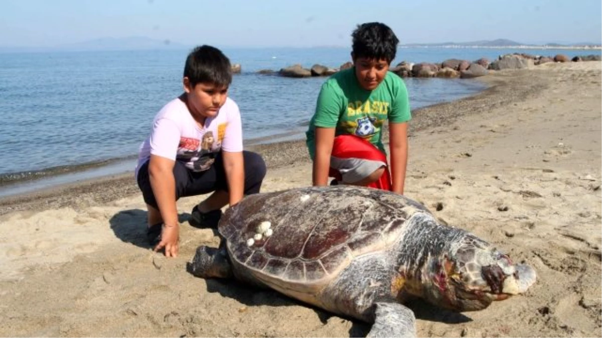 Ayvalık\'ta sahile ölü caretta caretta vurdu -