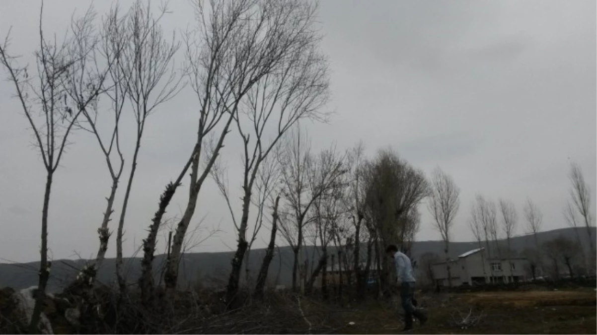 Tatvan\'da Budanan Ağaçlar Yakacak Olarak Kullanılıyor