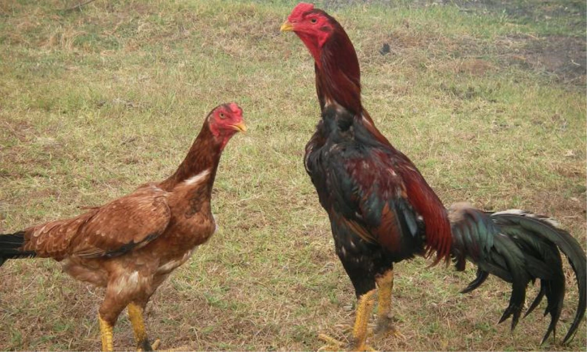 Yenimahalle\'de Kaçak Tavuk Baskını