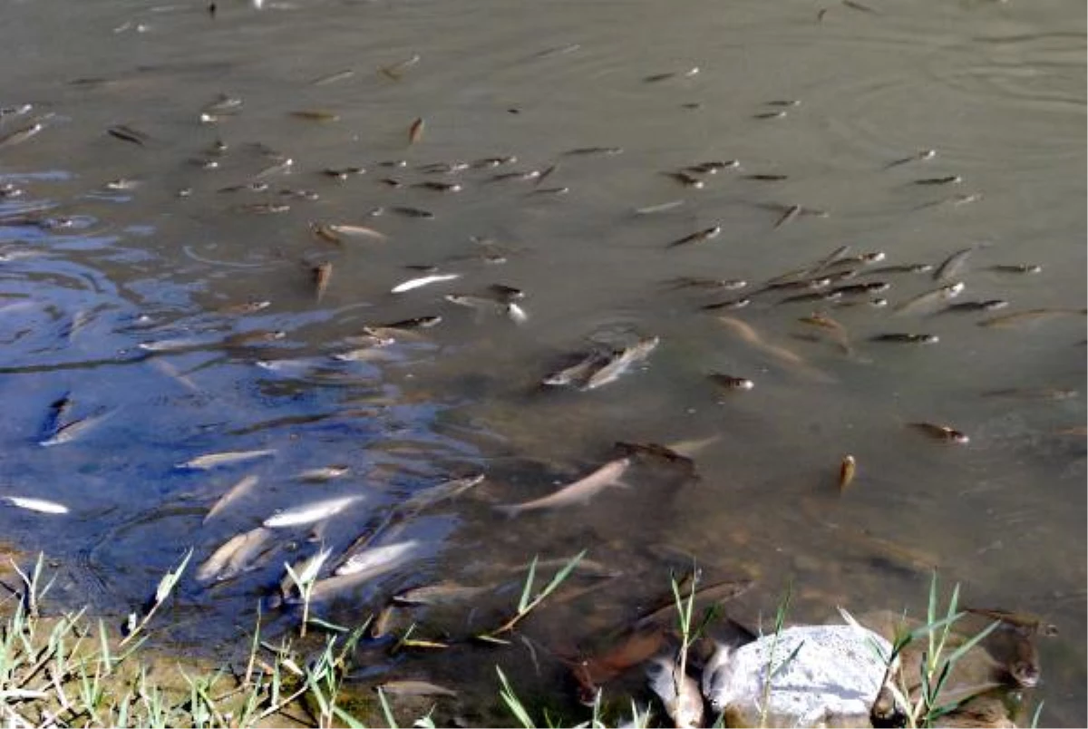 Kanaldaki Balık Ölümleri Mahalle Halkını Tedirgin Etti