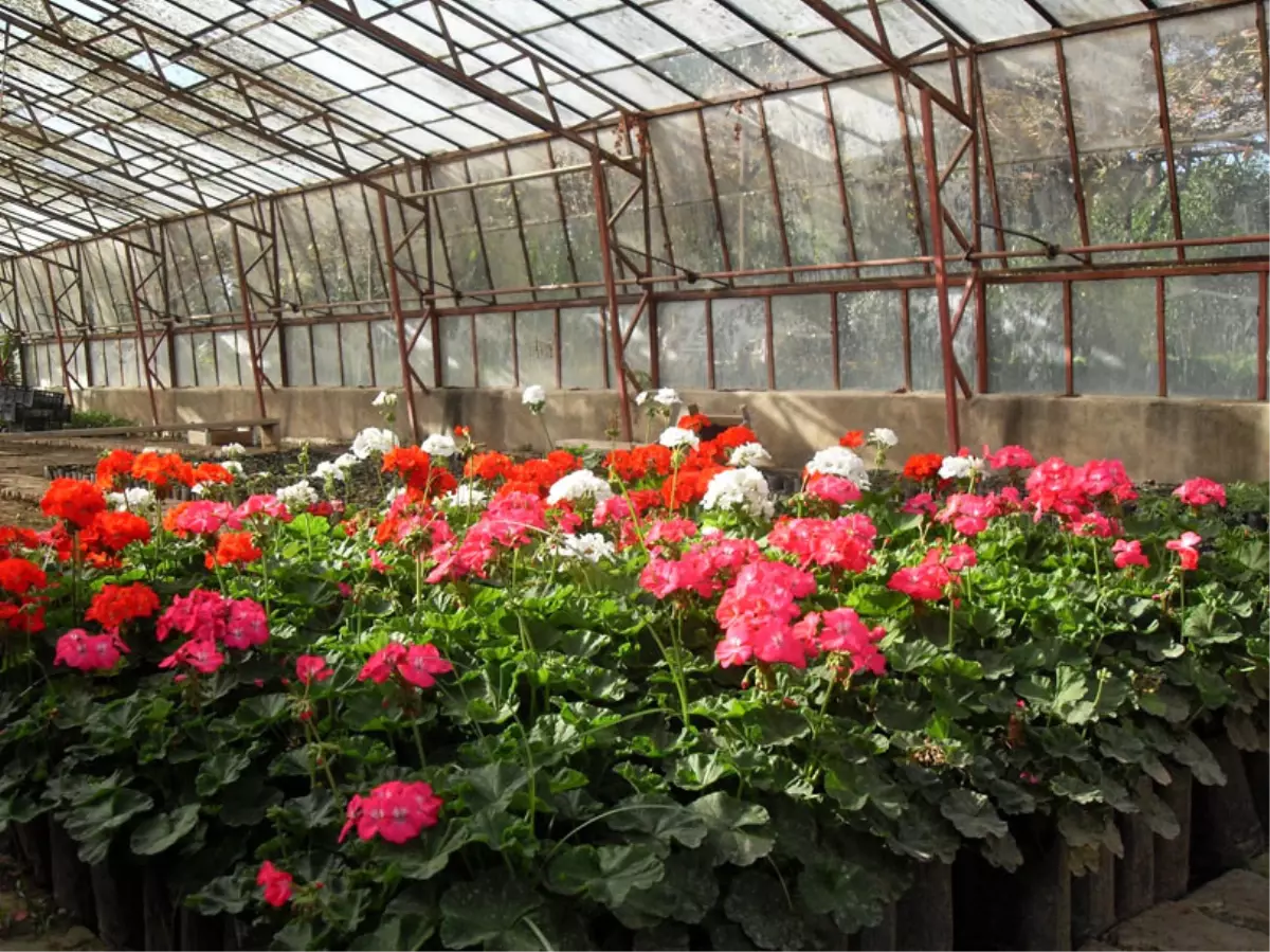 Çubuk'ta Hedef, Yılda 10 Milyon Adet Çiçek Üretimi