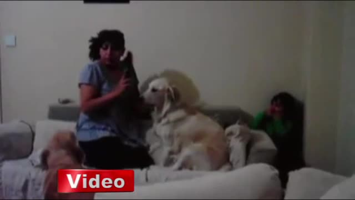 Annesinin Azarladığı Çocuğu Köpekler Koruyor
