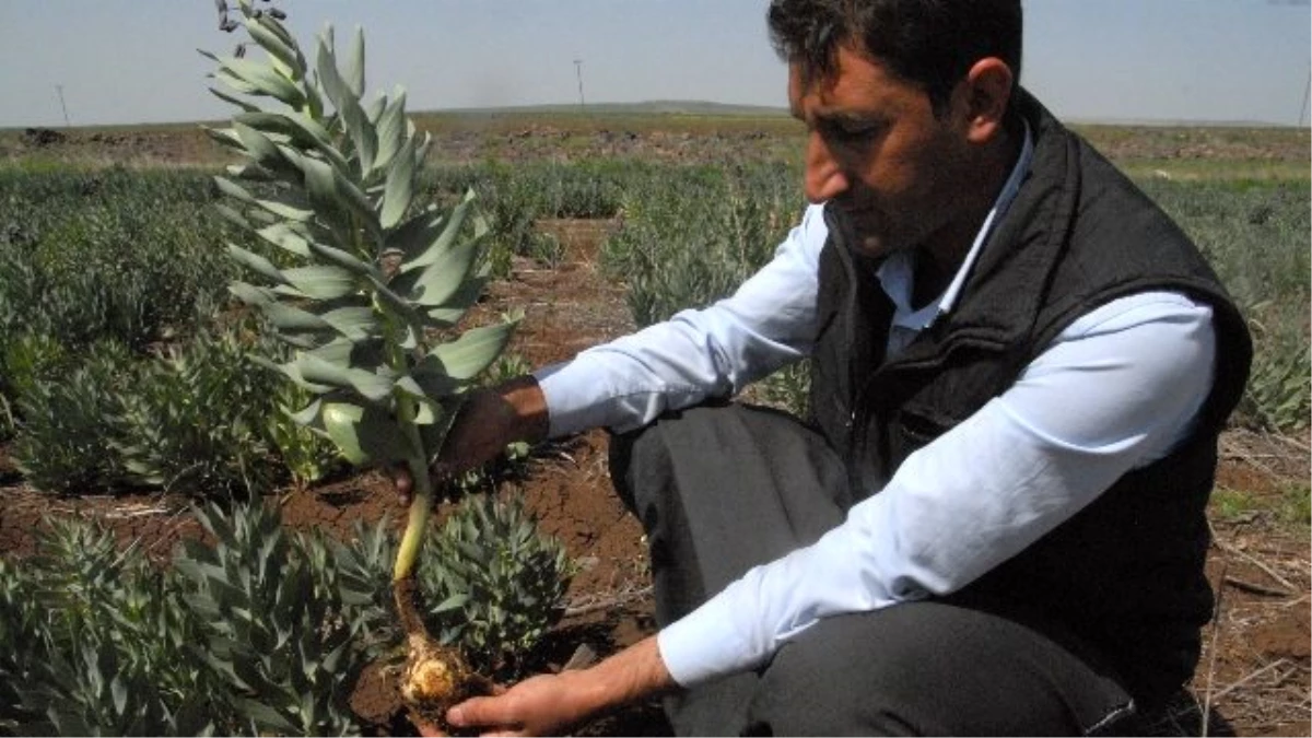 Siverekli Ters Lale Üretecileri Destek Bekliyor