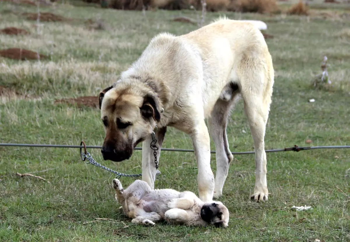 Kangal Yetiştirme Merkezinden Açıklama Var