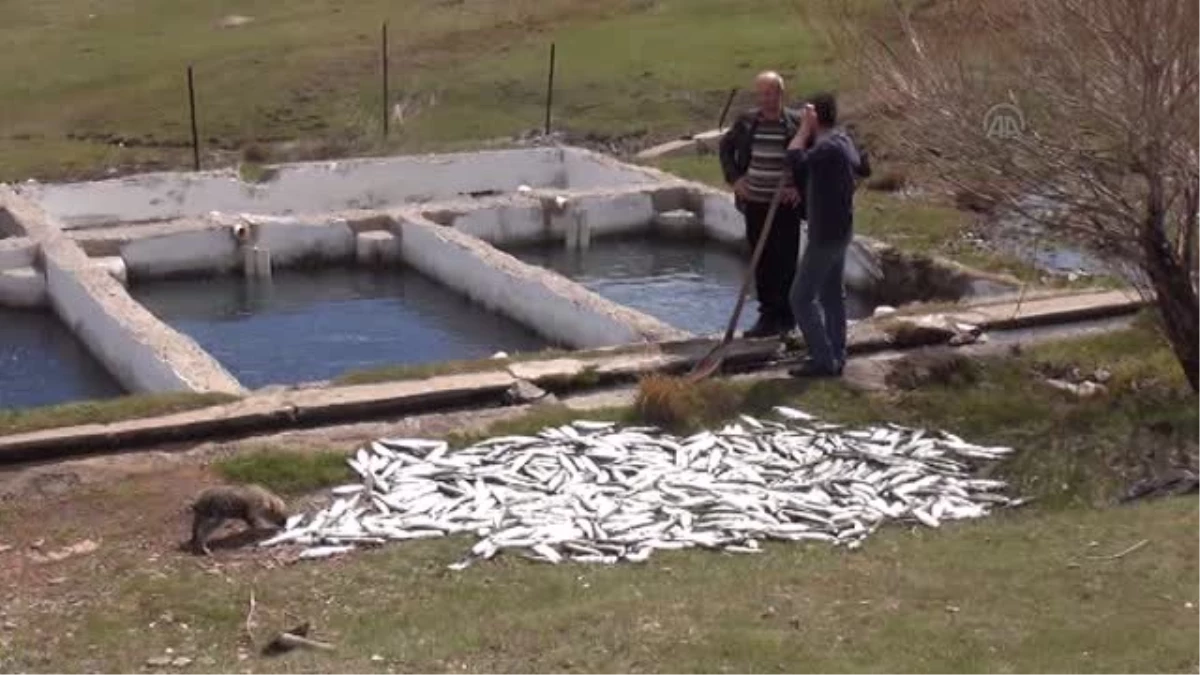 Karlıova\'da Tesisteki Balıklar Telef Oldu