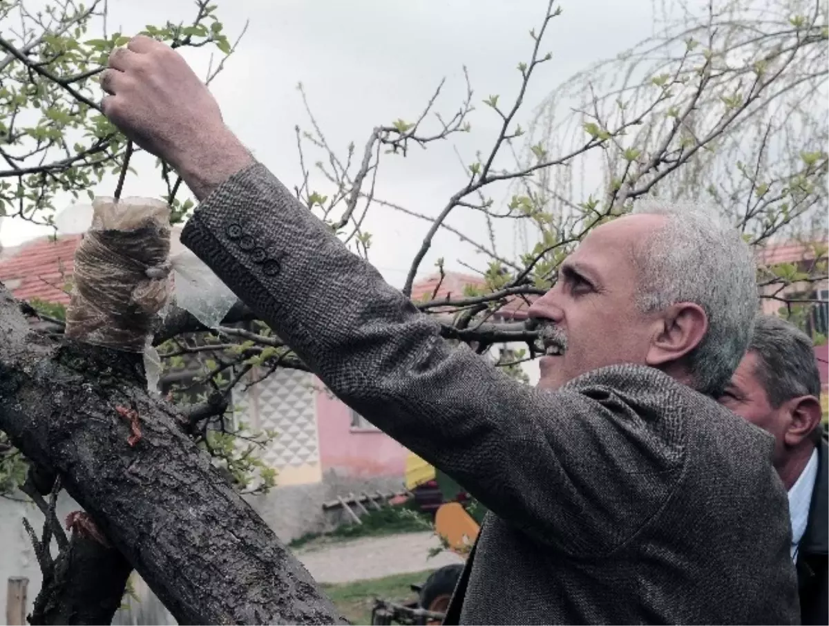 Meyve Ağaçlarından Aşılama Yöntemiyle Daha Kaliteli Ürün Elde Ediliyor