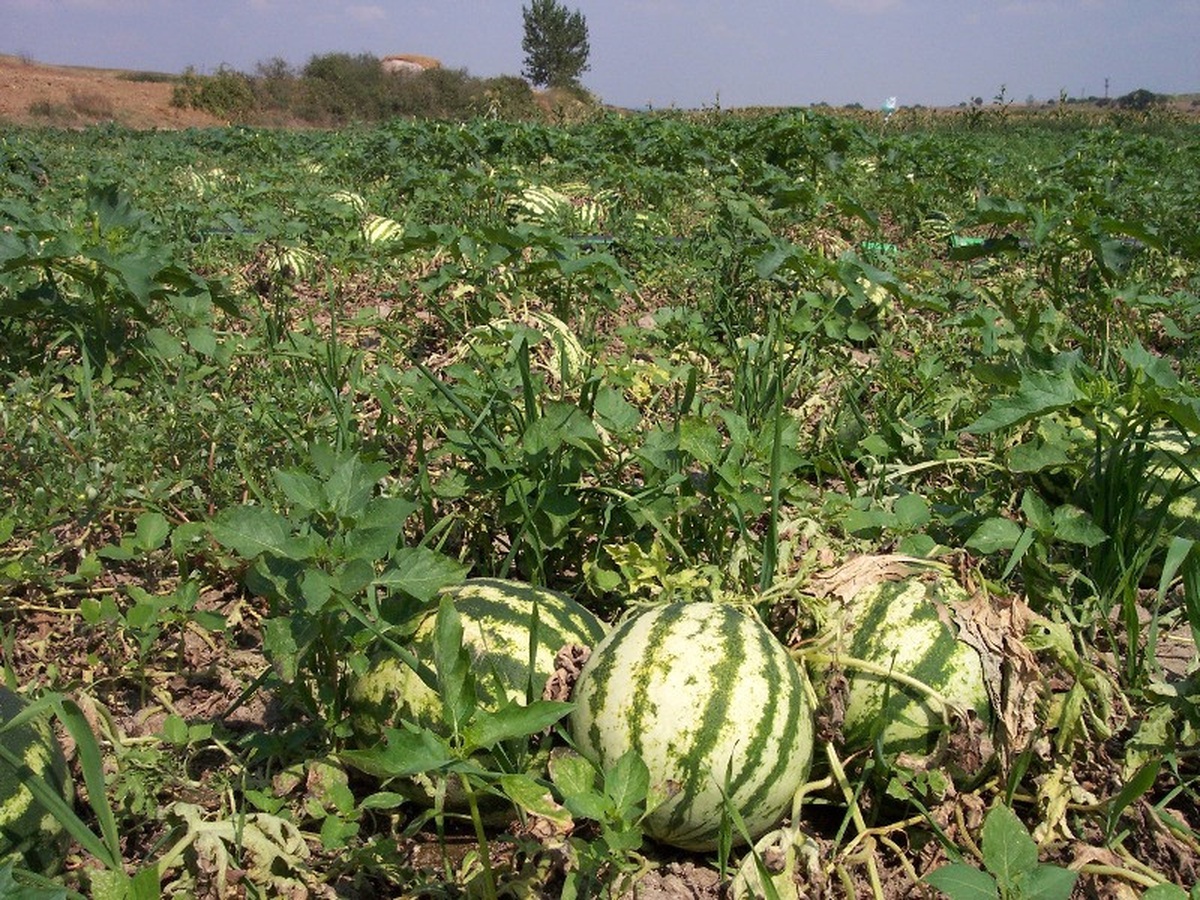 Adana\'da Karpuzu Dolu Vurdu, Tüketici de Mağdur Olacak