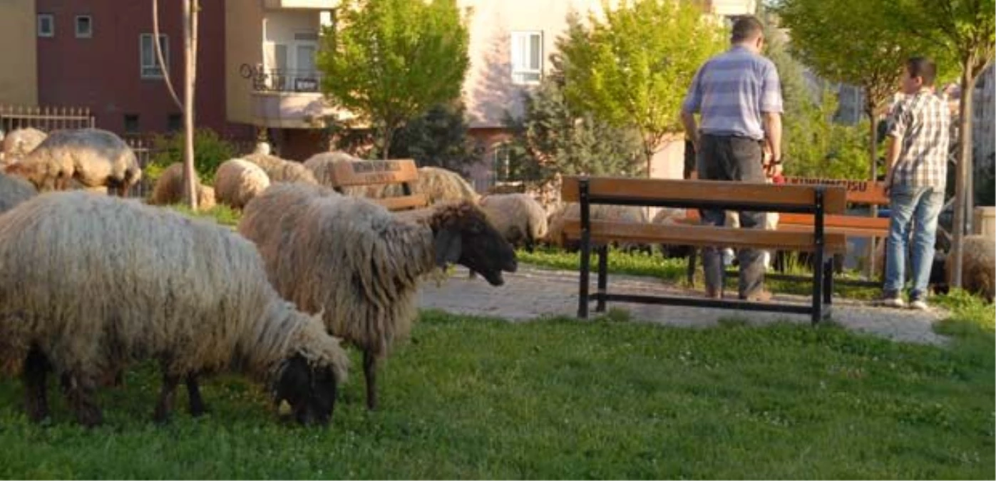 "Koyunlarımızı Otlatacak Mera Bulamıyoruz"
