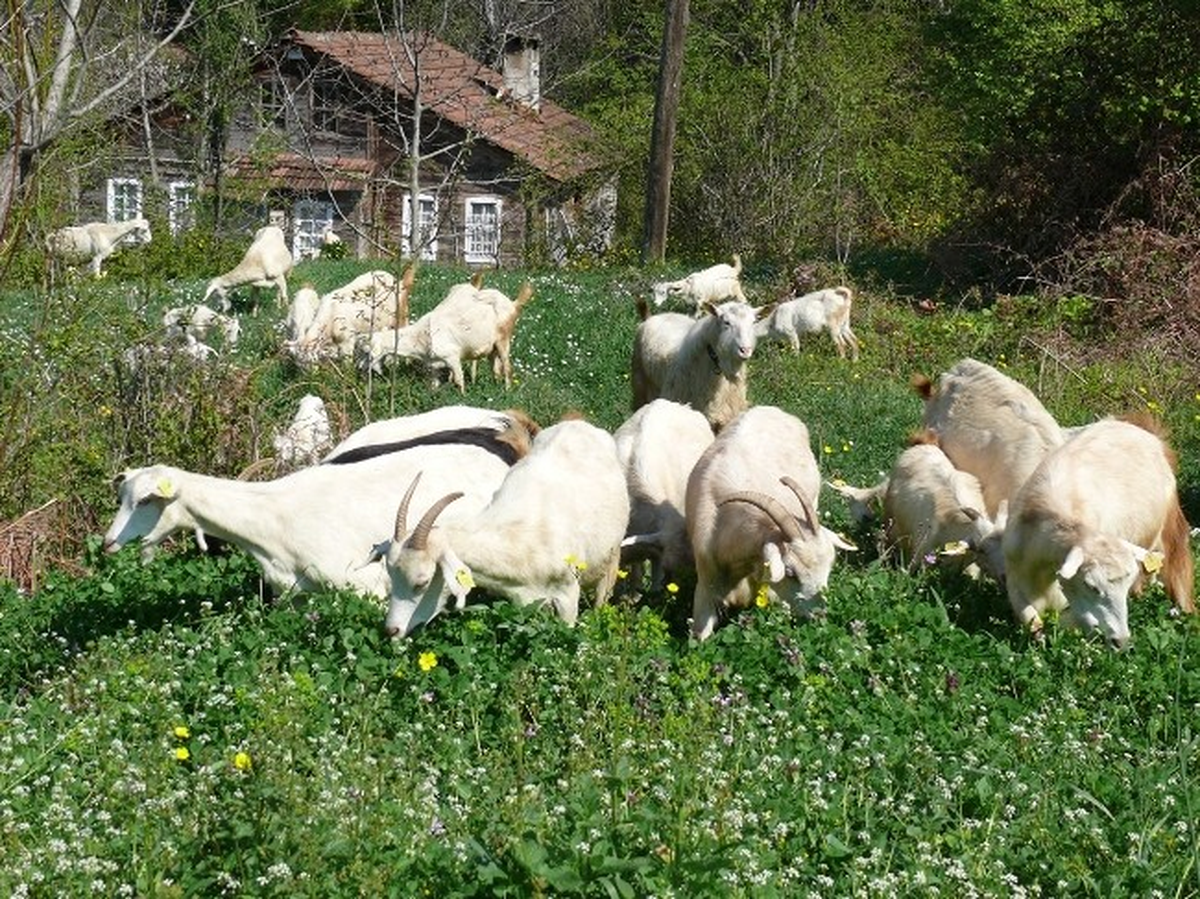 Saanen Keçiler Umut Veriyor