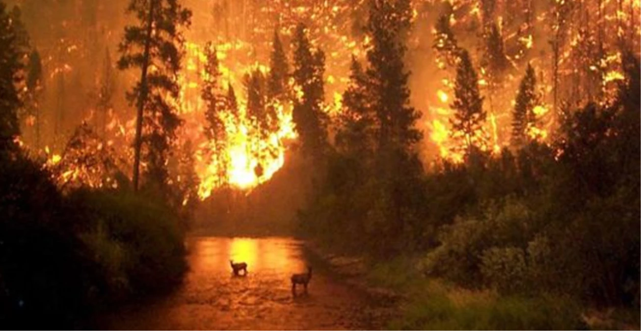 Şili\'de Orman Yangını: 4 Ölü