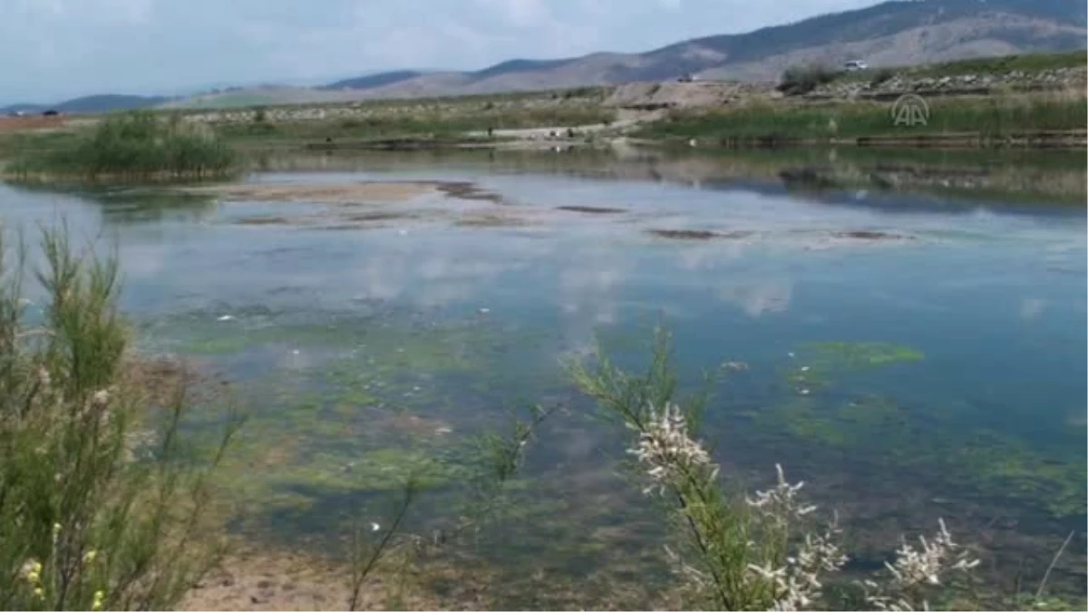 Aksu Nehri\'nde yaşanan toplu balık ölümleri -