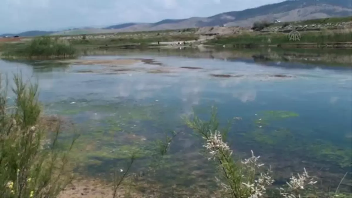 Aksu Nehri'nde yaşanan toplu balık ölümleri -