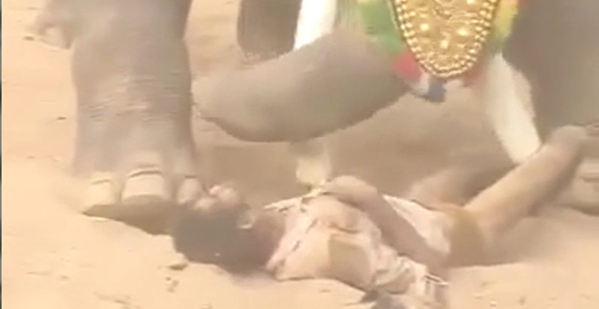 Fil, Bakıcısını Öldürdü